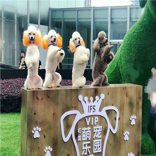 陈仓区马戏团表演出租哪里找_山东众鑫动物租赁_商国互联网