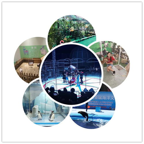 中卫市皇家马戏团表演出租驯鹿