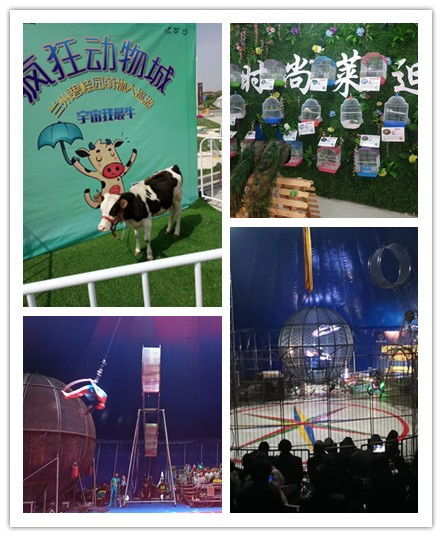 吉首市同城海狮表演出租