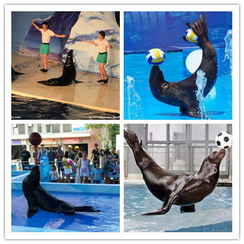 莱西市海洋生物展出租