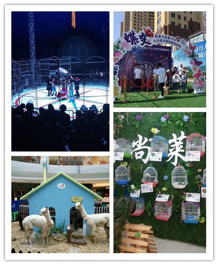 泗洪县鹦鹉表演出租价格明细