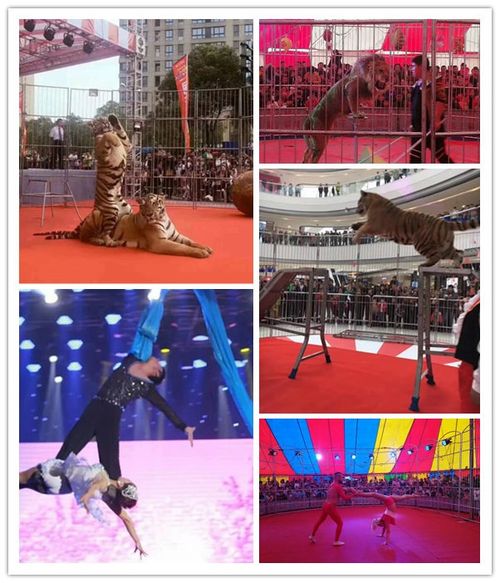 海狮表演租赁承接美人鱼表演租赁哪家好
