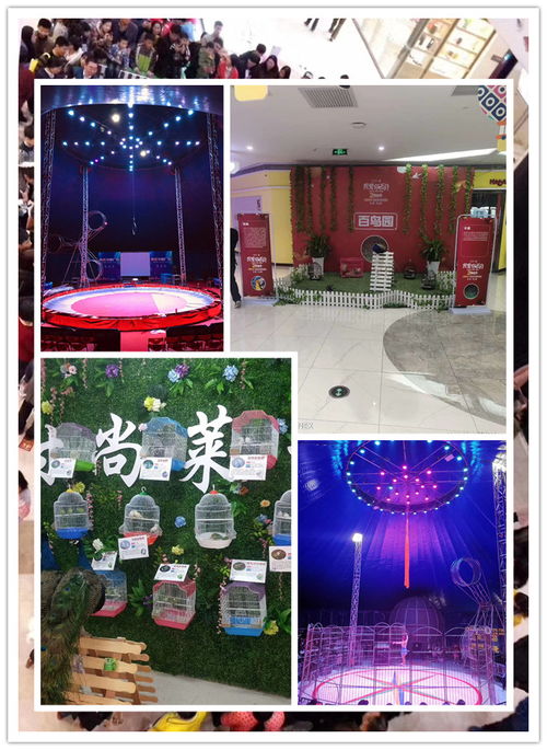 湖州市羊驼出租