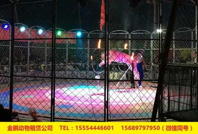 专业马戏团表演出租十堰市 人员杂技租赁