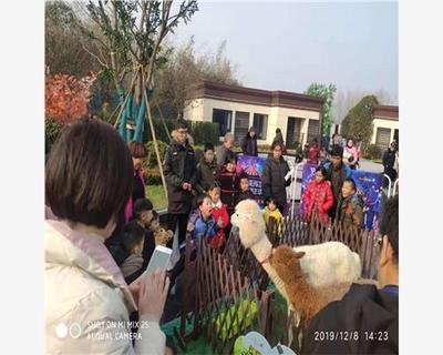 资中县马戏团室外表演