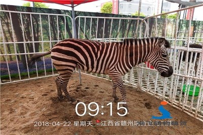 威海出租整套马戏团表演,满意后结款