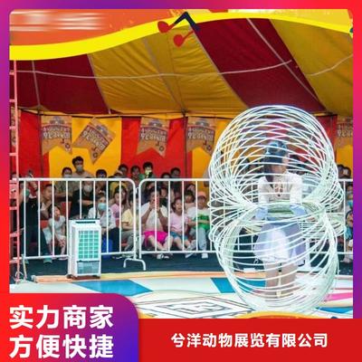 马戏团表演出租活动庆典