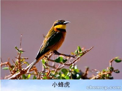 今年羊驼马戏团兴安盟