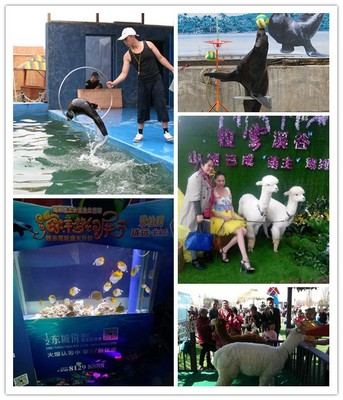 梧州市活体企鹅出租海狮表演商家青睐