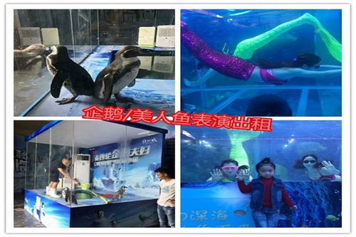 春节马戏团出租七天演出费用