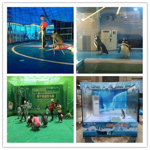 乌兰浩特萌宠羊驼出租精彩纷呈