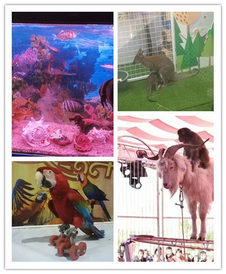 富阳市哪有出租表演马戏团的海洋展