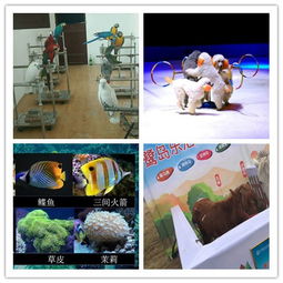 山西阳曲出租海狮表演本地有吗呆萌可爱