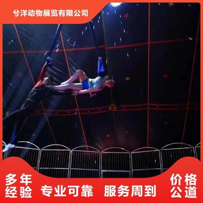 马戏团/羊驼_海洋展租赁效果满意为止