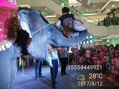 重庆市环球飞车表演租赁哪家便宜