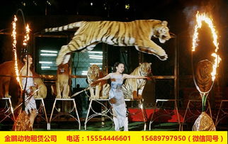 福州市梦幻皇家马戏团表演出租租赁海洋展出租