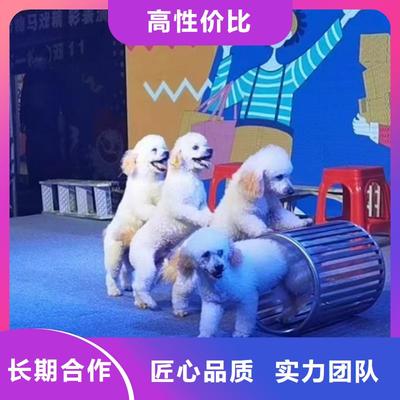 马戏团表演出租活动庆典