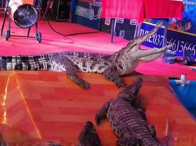 鳄鱼展鳄鱼表演出租专业鳄鱼表演团队鳄鱼出租出赁