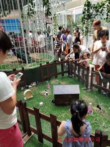 胶州市鹦鹉表演百鸟展出租合作方式