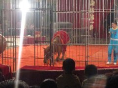 海狮表演租赁海狮出租海狮表演企鹅展租海洋展出租_其它_网