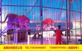 山东省即墨市马戏团出租环球飞车表演详细解读