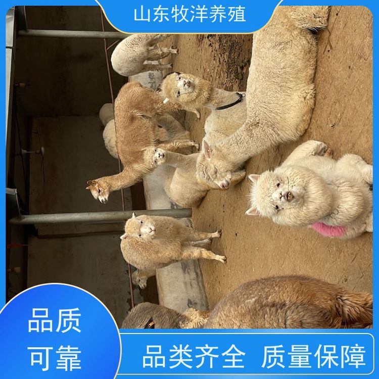 昆明萌宠出租.动物出租#马戏团表演出租#海狮表演出租#羊驼出