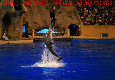 日照海狮表演出租