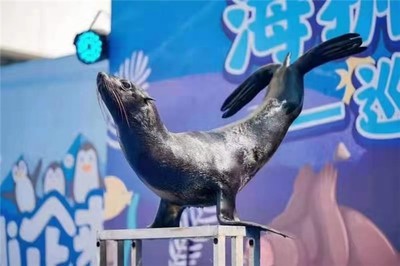 丽水斑马租赁合作流程