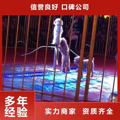 马戏团/羊驼马戏团表演正规公司