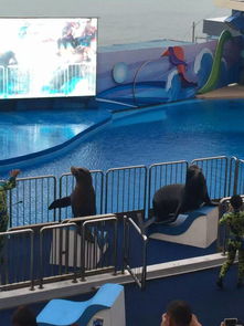 上海信誉良好的景观活体企鹅出租公司推荐及合作指南