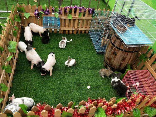 两当百鸟园展览与马戏团表演合作流程详解