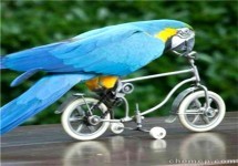 长泰鳄鱼表演出租价格与马戏团合作指南