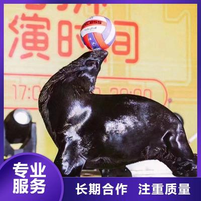 海上乐园奇妙夜 鹦鹉表演与冰雕艺术的完美交融