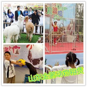 宁安市马戏团表演租赁与合作指南