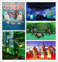 租赁大型马戏表演 以负责任的态度体验动物演艺