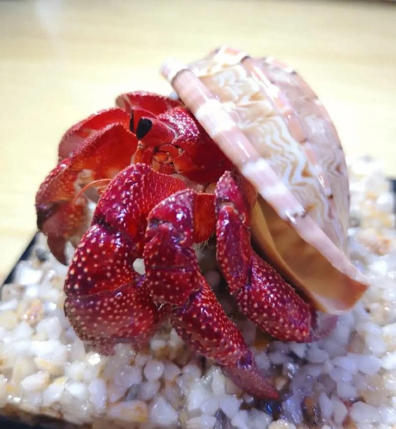 三明萌宠与特色表演租赁服务 打造难忘的娱乐体验